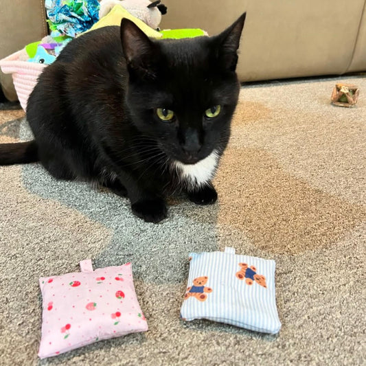 Blue Bear Dreams Herbal Pet Sachet