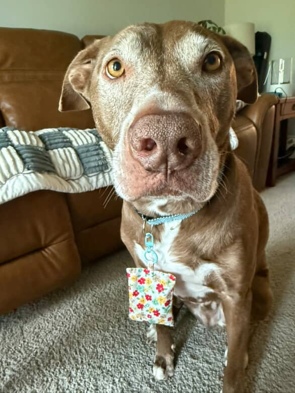 Summer Bloom Waltz Herbal Pet Sachet