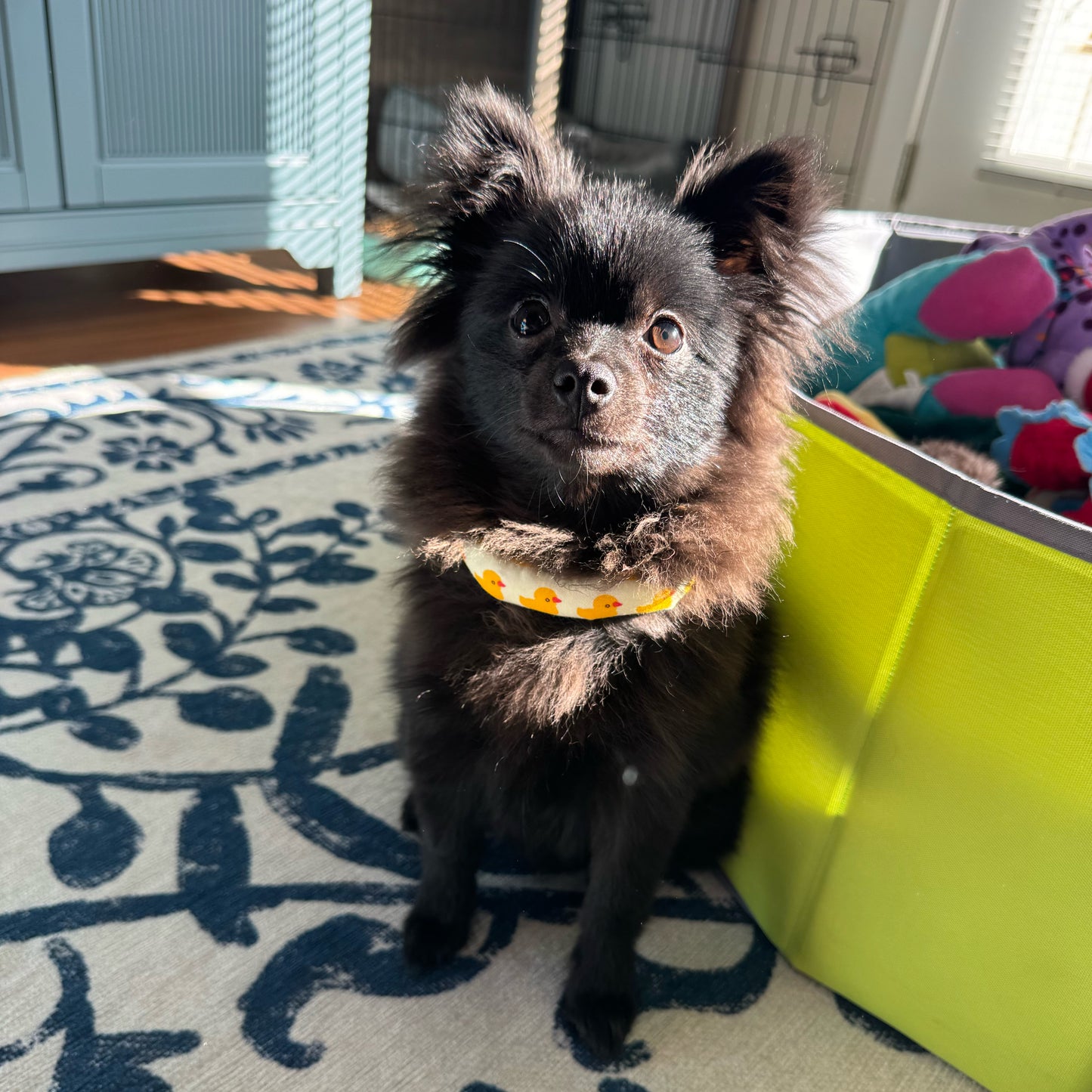 Quack Parade Sunny Herbal Pet Collar