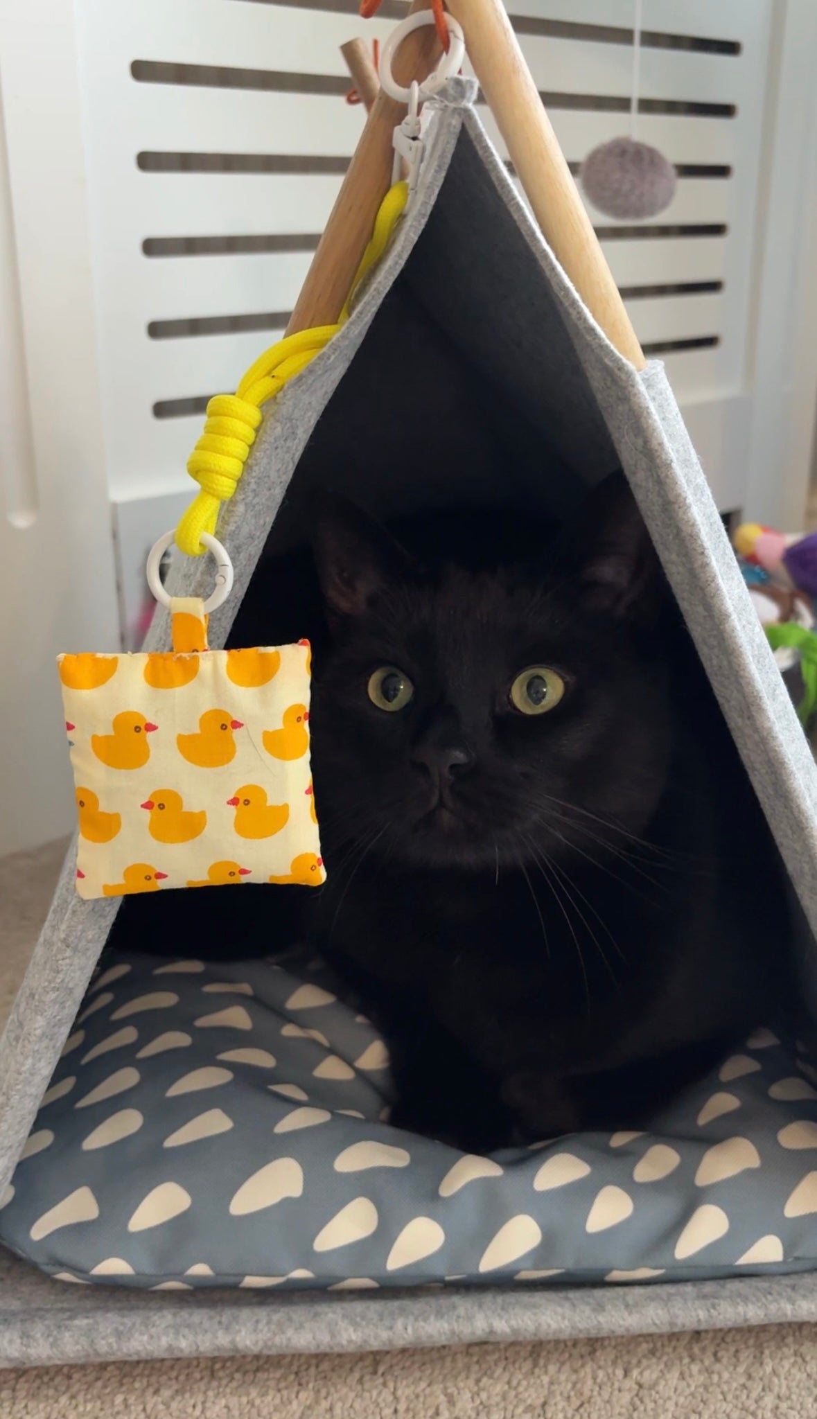 Quack Parade Sunny Herbal Pet Sachet